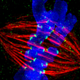 Illustration for article titled These spectacular images show why they call it the ‘OMG’ microscope